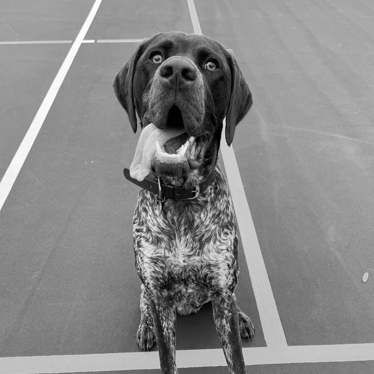 Chester, the Pointer Property Group mascot